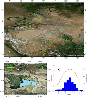 Variable Late Holocene 14C Reservoir Ages in Lake Bosten, Northwestern China